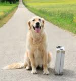 moving with pets, pets relocation, easy moving, easy relocation, easy removals, moving tips